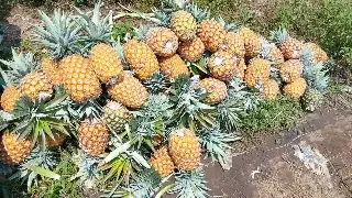 Toneladas de piña se pudren en Tlalixcoyan; productores piden ayuda