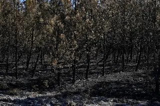 Incendio en Francia deja pérdidas millonarias y caída del turismo