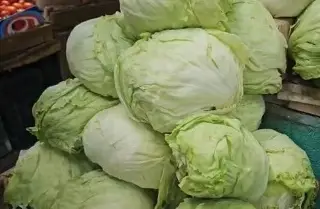 Reportan baja la venta de lechugas al norte de Veracruz 