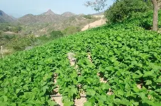 Implementan estrategias en Campo Experimental Cotaxtla ante fenómeno de 'El Niño' 