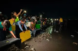 El cangrejo azul resiste, pero su población disminuye en la Riviera Veracruzana