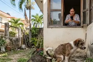 ¿Mascotas de tus vecinos defecan en tu patio? Así puedes denunciarlo en Veracruz