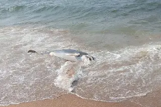 Hallan sin vida a delfín en playa al sur de Veracruz 