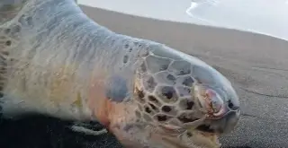 Hallan tortuga muerta con huevos en playas de Nautla 