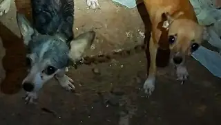 Lo que encontraron junto a estos perritos encadenados y desnutridos causó indignación