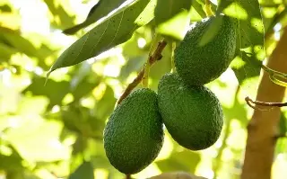 EU suspendió importación de aguacate de Michoacán por fitosanitario y no por violencia: gobernador