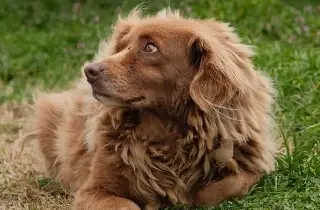 ¿Qué características debe tener un perro de raza amigable? 