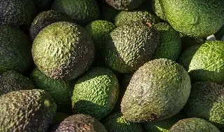 ¿Qué provocó la suspensión de exportaciones de aguacate de Michoacán a EU? Esto se sabe