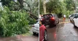 Se cae 'arbolote' en Xalapa; este fue el motivo