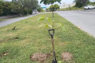 Veracruz se llenará de color: anuncian siembra de guayacanes, robles rosas y árboles para combatir el calor