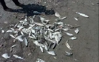 Mortandad de peces en Vega de Alatorre: pescadores piden escolleras para evitar nuevos casos