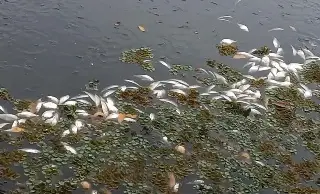 Vecinos de San Julián alertan por mortandad de peces y exceso de lirio en laguna