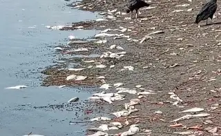 Reportan mortandad de peces al norte de Veracruz 