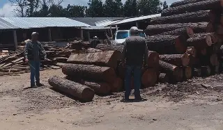 Profepa clausura aserradero en Altotonga y predio en Alvarado
