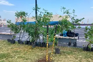 Reforestan el Malecón de Veracruz con árboles nativos; conoce cuáles plantaron