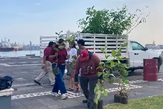 ¿Vas a plantar un árbol en Veracruz? Estas especies sí recomiendan y estas no