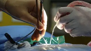 El problema de salud que llevó a 65 personas hasta la Cruz Roja Veracruz