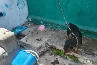 Rescatan a perrito en Veracruz; así lo encontraron