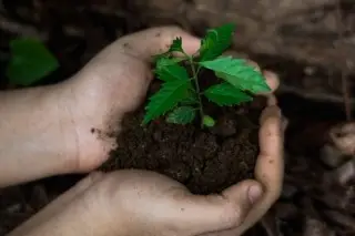 Invitan a sumarse a la Jornada Nacional de Reforestación 2026 en Veracruz