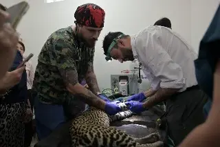 Les dan su checadita: animales del zoológico de Veracruz reciben revisión veterinaria