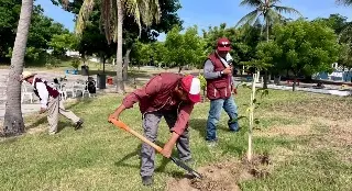 Reforestación en Veracruz: cuatro parques intervenidos y el centro histórico en la mira