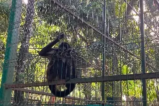 Este parque de Veracruz resguarda a 295 animales que ya no pueden volver a casa