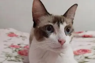 Hace 5 años eran pocos, hoy llenan las veterinarias: crece atención a gatos en Veracruz