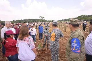 Plantan mas de 300 mil árboles al sur de Veracruz