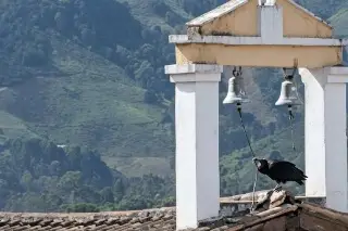Antes del terremoto, zopilote jala cuerda de campana y sorprende en Colombia (+Video)