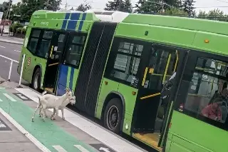 Sorprenden cabras que toman autobús ¿A dónde iban? (+Video)