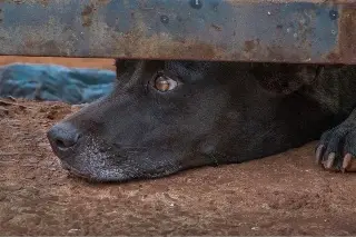 ¿Cómo denunciar maltrato o crueldad animal en Veracruz?