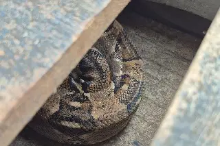 Susto que les metió una masacuata en Veracruz