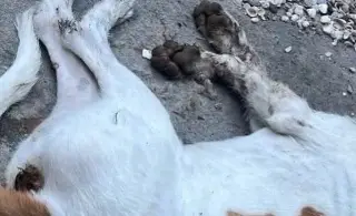 Mueren perros y gatos tras presunto envenenamiento en Tihuatlán, Veracruz 