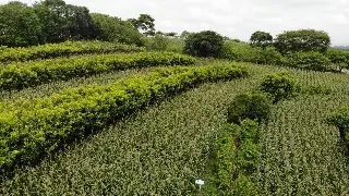 Crean las 'terrazas de muro vivo'; ¿Qué son?