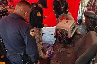policiaca