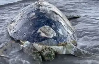Hallan tortuga muerta en playa al norte de Veracruz 