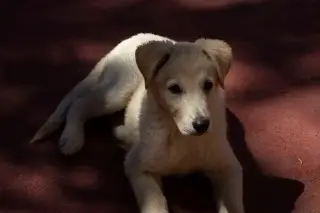 Alertan retrocesos en nueva Ley General de Bienestar Animal, ¿En qué consiste? 