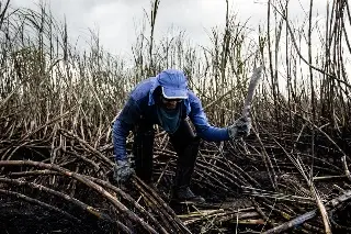 Del campo al azúcar: así funciona un ingenio y así se produce en Veracruz