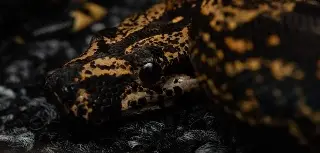 Hallan serpiente adentro de una casa en fraccionamiento de Veracruz