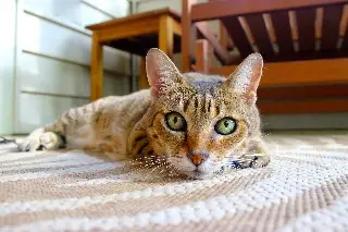 ¿Cómo ayudan los gatos a personas con autismo e hiperactividad?