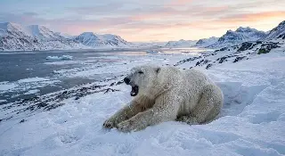Noruega multa con más de 4 mil euros a persona que despertó a un oso polar 
