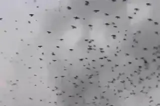 Miles de aves en costa del Golfo de México: '¿Es de buena o mala suerte?' (+Video)
