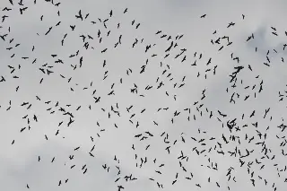 ¿Ya las viste? Millones de aves comienzan a cruzar Veracruz