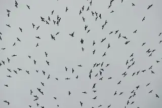 Más de 4 millones de aves rapaces migran por Veracruz cada año