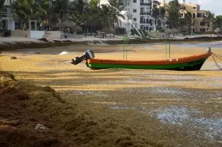 Alerta NASA: concentración récord de sargazo en Golfo de México y mar Caribe
