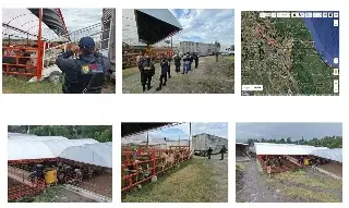 Cateo en EdoMex: recuperan cabezas de ganado sustraídas en Veracruz