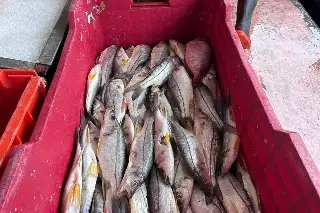 Pescadores de Veracruz se las están viendo negras; ¿Qué está pasando?