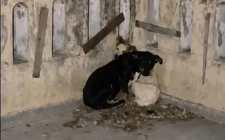 Rescatan 12 perros en Xalapa; denuncian maltrato y rituales