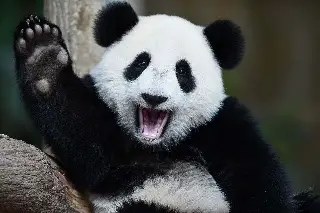 Panda gigante Mang Zai da a luz a su cuarta camada en zoológico (+Video)