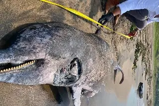 Hallan delfín muerto en playa al sur de Veracruz; esto le encontraron